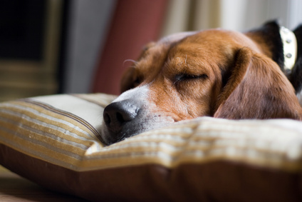 Pets as Sleep Companions